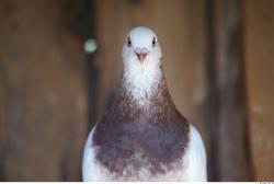 Upper Body Pigeon