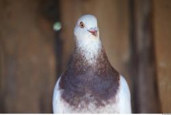 Upper Body Pigeon