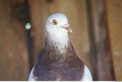 Upper Body Pigeon