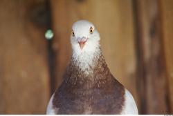 Upper Body Pigeon