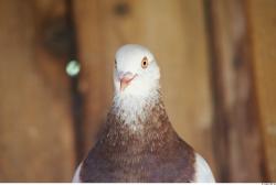 Upper Body Pigeon