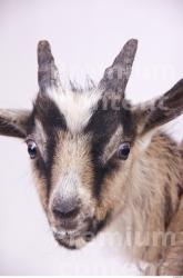 Head Goat