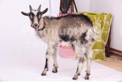 Whole Body Goat