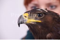 Eagle # 1