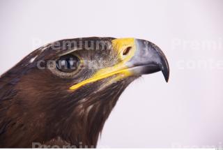 Eagle 0058