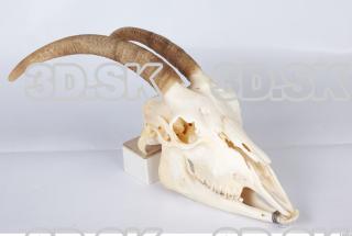 Skull goat 0021