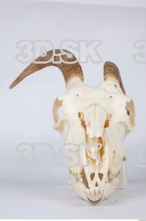 Skull goat 0028