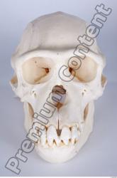 Skull Chimpanzee