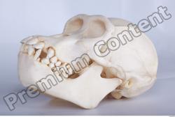 Skull Chimpanzee