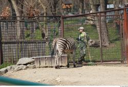Zebra # 2