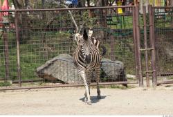 Zebra # 2