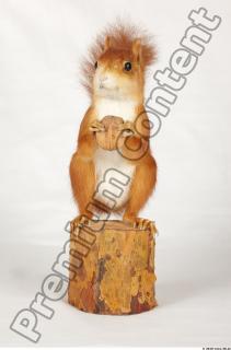 Squirrel-Sciurus vulgaris 0001