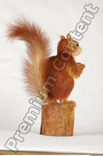 Squirrel-Sciurus vulgaris 0010