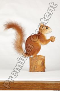 Squirrel-Sciurus vulgaris 0011
