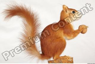 Squirrel-Sciurus vulgaris 0012