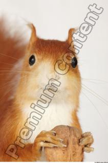 Squirrel-Sciurus vulgaris 0014