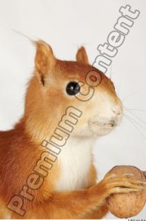 Squirrel-Sciurus vulgaris 0015