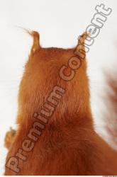 Head Squirrel
