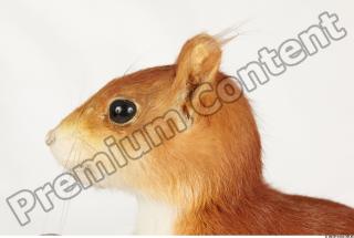 Squirrel-Sciurus vulgaris 0020