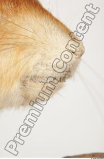 Squirrel-Sciurus vulgaris 0064