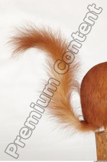 Squirrel-Sciurus vulgaris 0074