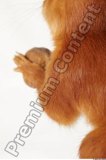 Squirrel-Sciurus vulgaris 0091