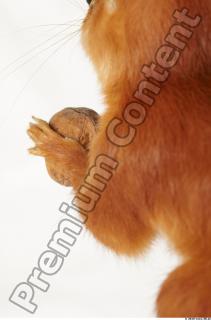 Squirrel-Sciurus vulgaris 0092