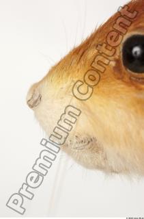 Squirrel-Sciurus vulgaris 0099