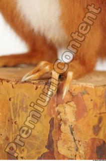 Squirrel-Sciurus vulgaris 0108