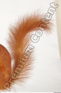 Squirrel-Sciurus vulgaris 0109