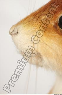 Squirrel-Sciurus vulgaris 0111