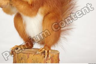 Squirrel-Sciurus vulgaris 0116