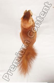 Squirrel-Sciurus vulgaris 0122