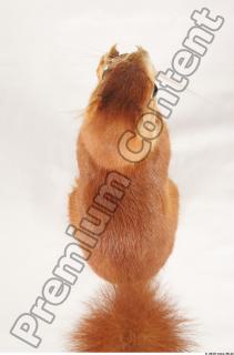 Squirrel-Sciurus vulgaris 0123