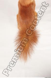 Squirrel-Sciurus vulgaris 0124