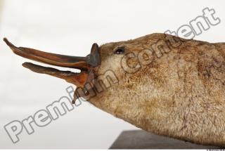 Duckbill-Ornitorhynchus anatinus 0002