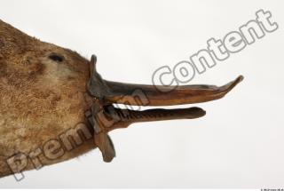 Duckbill-Ornitorhynchus anatinus 0034