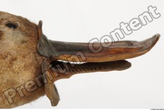 Duckbill-Ornitorhynchus anatinus 0035