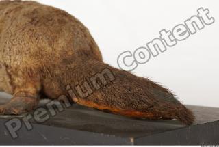 Duckbill-Ornitorhynchus anatinus 0047
