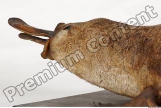 Duckbill-Ornitorhynchus anatinus 0050