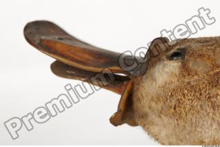 Duckbill-Ornitorhynchus anatinus 0051