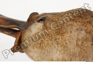 Duckbill-Ornitorhynchus anatinus 0053