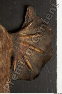 Duckbill-Ornitorhynchus anatinus 0057