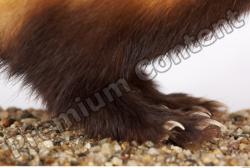 Leg Ferret Animal photo references