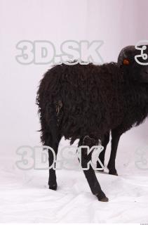 Ram-Ovis aries 0005