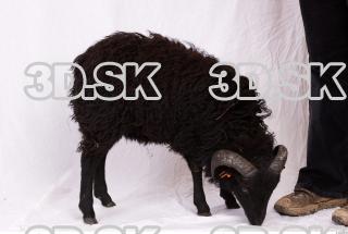 Ram-Ovis aries 0049