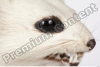 Ermine 0022