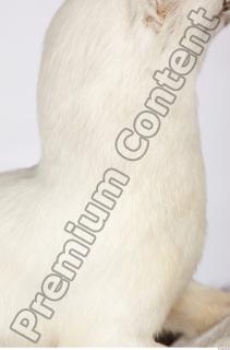 Ermine 0027