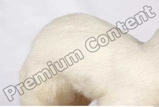 Ermine 0030