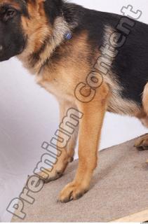 Dog-Wolfhound 0005